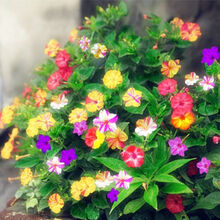 紫茉莉种子花种子阳台四季易种易活花卉盆栽庭院围栏耐寒 农民老史 混色茉莉花种子 一斤