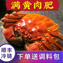 【活蟹】蟹满堂大闸蟹 精品六月黄 现捕现发 礼盒装海鲜水产 1.6两-1.8两 12只装