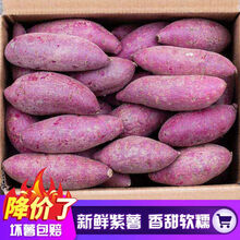 【香甜粉糯】沙地紫薯新鲜现挖番薯蔬菜5斤10斤地瓜 净重5斤小果
