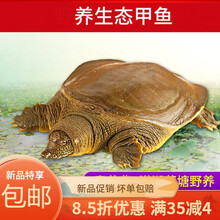 甲鱼外塘黄皮甲鱼活鲜活食用甲鱼放养甲鱼生态活体王八 欧登城娜 1.3斤野养稻