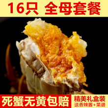 【活蟹】大闸蟹鲜活母螃蟹活体特大海鲜礼盒 罗菲迪新 母2.6-2.1两 16只