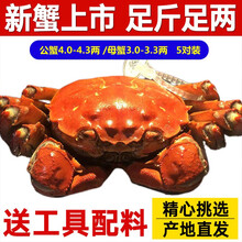 【活蟹】蟹锦美大闸蟹 现货鲜活特大螃蟹 实物公蟹可全母蟹活蟹 海鲜水产生鲜礼盒装 特大全母2.8-3.1两 10只