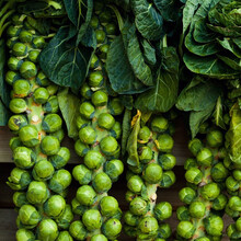 寿禾 抱子甘蓝种子四季蔬菜种籽小包菜卷心菜阳台盆栽菜籽  抱子甘蓝种子20粒/袋*2包组合装
