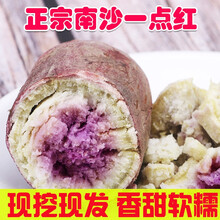 【现挖现发】正宗南沙一点红 冰淇淋紫心薯 5/10斤红番薯新鲜沙土山地地瓜山芋板栗红薯 严选装 10斤装
