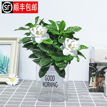 【顺丰发货】栀子花盆栽花卉植物室内花阳台带花苞绿植盆栽好养活四季开花植物栀子花盆栽大盆带花苞室内花卉 栀子花（早安盆）
