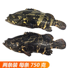 海捕石斑鱼海鲜水产鲜活冷冻带鱼马鲛鱼黄花大深海鱼 700克2条送1条 活冻