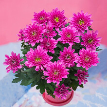 醉花春  菊花苗秋菊多头菊女王菊波斯菊荷兰菊雏菊菊花盆栽带花发货不含盆 如图带花