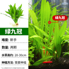鱼缸水草植物造景套餐真鱼草活体懒人莫斯增氧阴性蜈蚣草沉木水榕 【99%颗颗精选大叶片】新手必买绿九冠 2颗