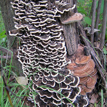 云芝野生灵芝长白山整枝云芝蘑灵芝片泡茶云芝菌 云芝1000g+送100g