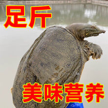外塘大甲鱼活体王八老鳖肉 足斤2斤1只10只
