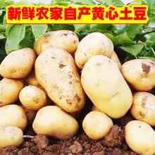 【黄心土豆】山东新鲜大土豆5/10斤批发蔬菜黄皮马铃薯地蛋 9斤净重 当天现挖土豆(50-150克重)