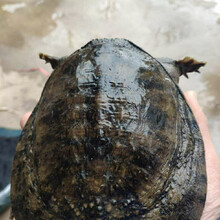 鲜美惊 野养外塘放养黑花甲鱼活王八老鳖元鱼团鱼批发送礼包活 3.5斤-3.9斤精品黑花