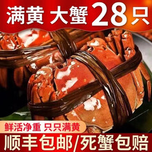 【活蟹】 大闸蟹鲜活 六月黄全公蟹 全母蟹 公母配对河蟹稻田蟹喜鲜德现货大螃蟹螃蟹河蟹 六月黄 3.5-3.2两/只 18只