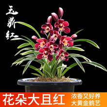 兰花苗建兰花艺青山玉泉现带香水花苞出售有香味的兰花卉绿植盆栽 玉鼎红3苗，配盆土肥药说明书