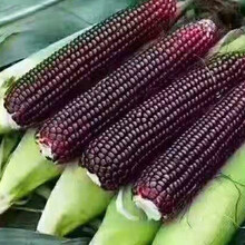 种菜记 黑糯玉米种子黑骨黑粒白轴甜加糯 黑香糯甜糯黑糯4号6号鲜食粘糯春夏播大田玉米种籽 糯甜比3:1白轴黑粒中品黑甜糯200克(成熟后转色