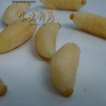 新鲜蜂蛹马蜂蛹胡蜂地蜂树蜂虎头蜂蛹生鲜冷冻发货一斤顺丰 一斤一级大蜂蛹