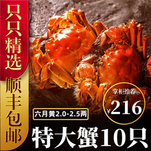 六月黄大闸蟹8-16只【包活-顺丰冷链】舔鲜生鲜螃蟹活体实物河湖蟹清水大闸蟹 【只只带黄】16只装(2.0-2.5两)