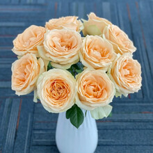 花集配 单头玫瑰 蜜桃雪山 香槟色 8枝+2枝防损 云南鲜花速配办公室家庭水养每日插花毕业花束送朋友