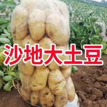 新鲜土豆10斤装云南黄心土豆马铃薯洋芋当季蔬菜5斤 净重9斤【沙地土豆】精选特大