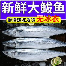 【冲量】鲅鱼批发马鲛鱼新鲜肉馅整条青占鱼特大燕鲐鲅鱼鲭鱼 鲜露哒 约3.3斤超大号鲅鱼【2条装】