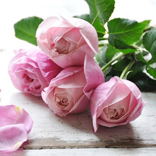 【虹越】进口大花香味月季花苗 龙沙宝石美人丽芙藤本灌木月季嫁接盆栽苗 阳台庭院玫瑰花卉 纽曼姐妹 6L