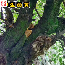 康中尊 野生桑黄西藏深山野生灵芝桑黄 清香味可切片500克