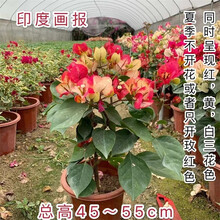 【顺丰发货】重瓣三角梅盆栽树苗爬藤老桩带花苞发货室内外观花植物花卉 印度画报【带花发货】 【原盆原土】运输可能掉花掉叶