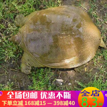 大甲鱼活体王八中华鳖生鲜水产 维布拉缇 2.5-2斤外塘老鳖 每日10只