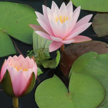 采缇 迷你睡莲根块带花芽苞碗莲种藕四季水培植物室内水养小型荷花根 R7迷你睡莲×；3个 不含盆