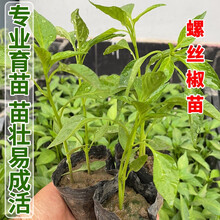 凤鸣雅世螺丝辣椒苗微辣椒种苗四季种植食用高产秧阳台盆栽籽种孑秧苗螺丝椒苗6棵