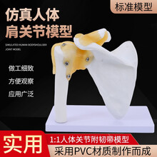 肩关节模型 人体肩胛骨骨骼模型 肩周附韧带锁骨 人体骨结构骨科教学  锁骨模型 肩胛骨 骨科模型 肩关节