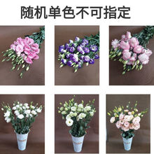 轻奢涞思芊洋桔梗鲜花云南直发生日礼物花束办公室家用水养花卉批发真花速递 洋桔梗随机单色（一个颜色） 10-13个花朵【体验款小份量】