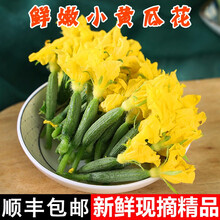 黄瓜花 价格 图片 品牌 怎么样 京东商城