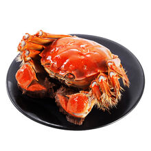 【活蟹】大闸蟹鲜活六月黄螃蟹公母蟹礼盒装海鲜水产蟹类 惟纳德 全母(2.3-2.8两)6只