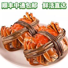 【活蟹】大闸蟹鲜活活体螃蟹现货六月黄公母海鲜水产蟹类 安德兰 【2.0-1.5两 12只】只只有黄