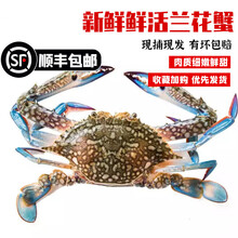 兰花蟹 价格 图片 品牌 怎么样 京东商城