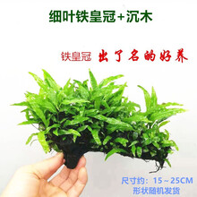 趣乐多 松茸 火焰 大三角 水晶 怪厥 珊瑚 美凤 圣诞 莫斯 莫丝水草真水草造景水草 细叶铁皇冠沉木