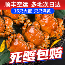 【活蟹】觅味鲜大闸蟹26只3.5-3.0两六月黄新鲜大蟹螃蟹鲜活生鲜湖蟹现货河蟹配礼盒3 【8只】六月黄2.8-2.3两