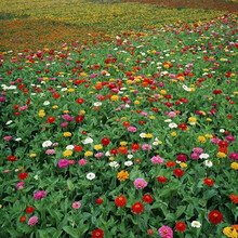 珂玮  百日草种子百日草花卉种子太阳花种子观花种子四季播易活草花种子 百日草混色 百日草矮杆种子混色 50克