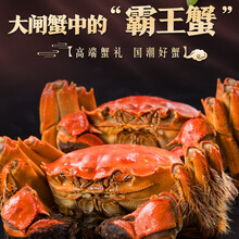 【活蟹去绳净重】宿有千香大闸蟹洪泽湖六月黄大闸蟹生鲜现货鲜活螃蟹礼盒生鲜骆马湖河蟹实物6月黄促销 6月黄（1.4-1.6两）16只