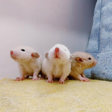 花枝鼠 价格 图片 品牌 怎么样 京东商城