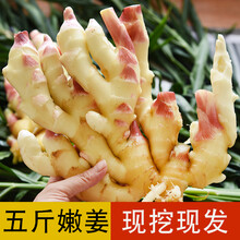 悠妃 鲜姜嫩姜生姜新鲜现挖现发山东红芽姜糖醋泡姜仔姜子姜1/3/5/9斤 500g