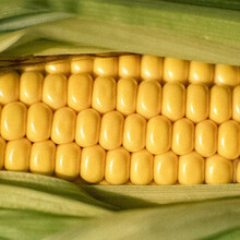 寿禾 超甜水果玉米种子紫糯绿色超人草莓玉米广黑甜糯玉米可生食粘甜玉米种孑四季春季播种高产寿光蔬菜种 金甜60水果玉米种子 250g罐装