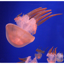 天弗海月赤月水母小动物活物小型小宠物活体水族海水养殖迷你桌面海蜇 4-5大赤月数量50只以上