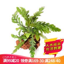 云峰海瑞水草活体鱼缸水族箱造景装饰真火山石水草活体懒人草造景活水草爬地迷你矮珍珠坨草 单头雨蝶（雨裂水草）火山石（增加水体微量元素）