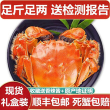 【活蟹】蟹品煌大闸蟹现货 大蟹 鲜活特大蟹 六月黄大闸蟹超大活蟹螃蟹全公母活鲜生鲜实物 水产礼盒装 超大蟹 2.8-3.1两 12只