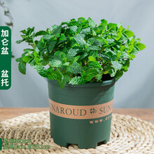 迷迭香室内水培柠檬新鲜薄荷叶植物绿植花苗 薄荷(加仑盆) 含盆