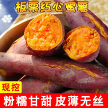 【粉糯超甜】新鲜现挖糖心红薯沙地红心蜜薯3/5/10斤农家山芋番薯 中果(带箱9-10斤)