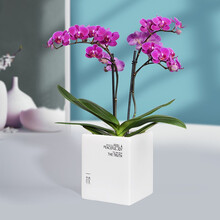 一枝 蝴蝶兰 莫雷利亚 2梗蝴蝶兰盆栽花卉七夕情人节礼物送女友老婆朋友礼品带花紫红色含盆象牙白方
