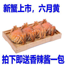 清水红膏大闸蟹公4.2母3.2鲜活现货螃蟹特大全母蟹两湖蟹可全公 六月黄2.3-2.6两10只
